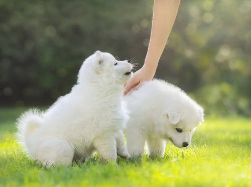 Samojed - štěňata