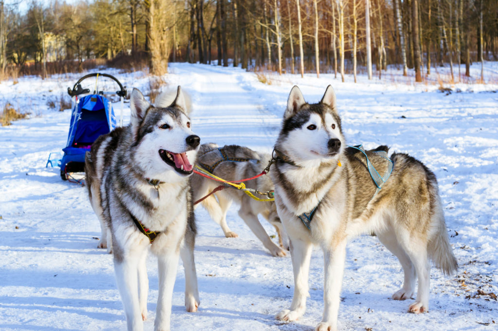 Sibiřský husky - mushing