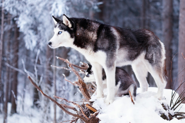 Sibiřský husky se štěňetem