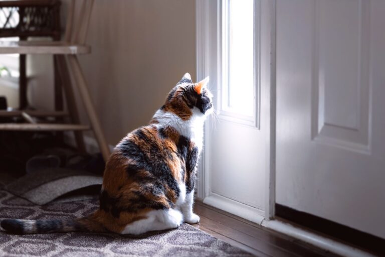 Kočka sedí u dveří