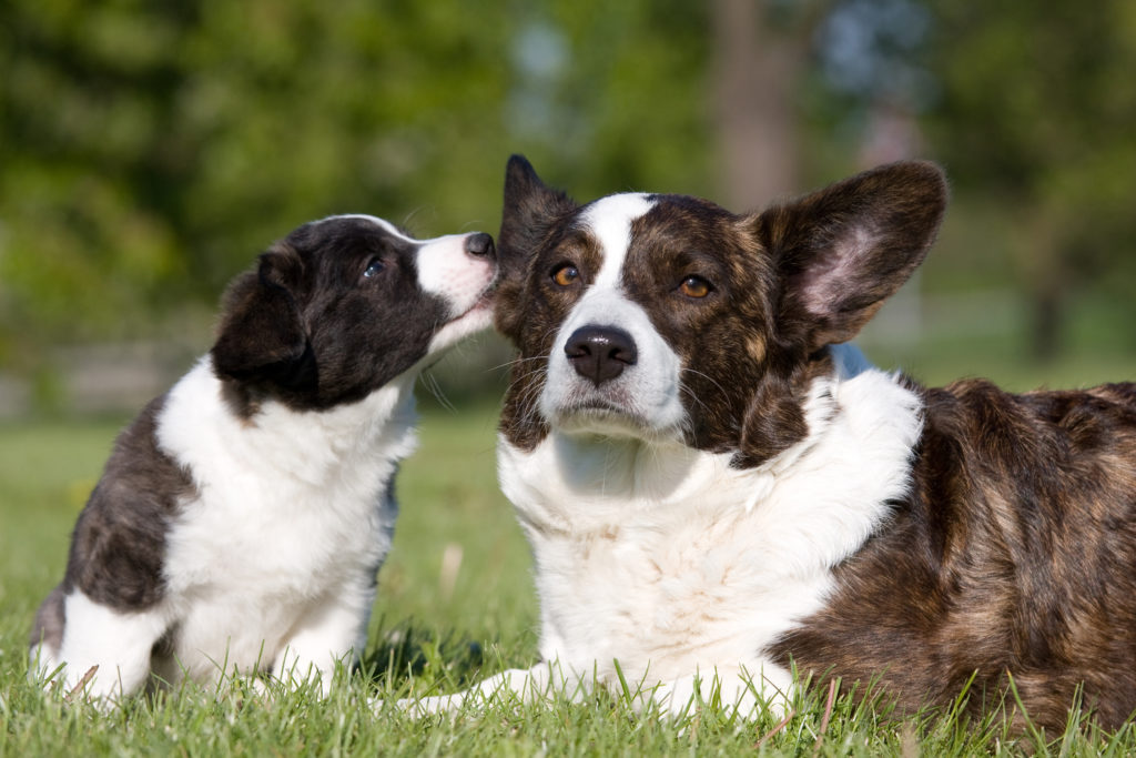 Welsh Corgi Cardigan - matka a štěně