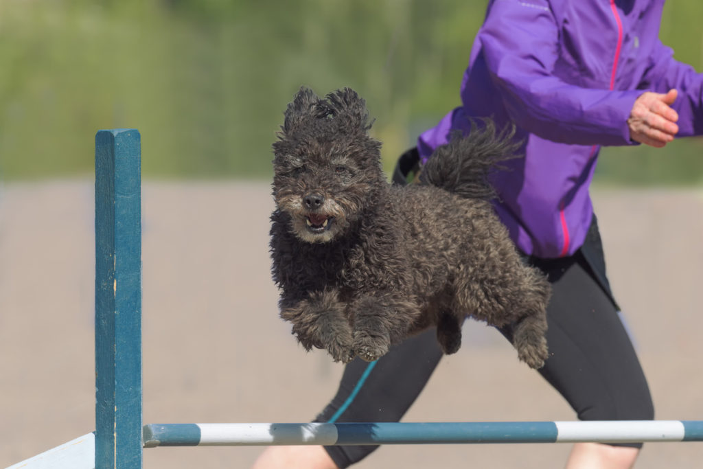 Pumi - agility