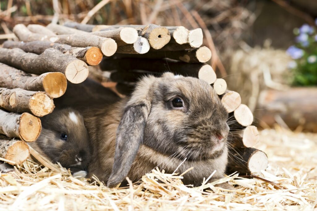 Tunel pro králíky