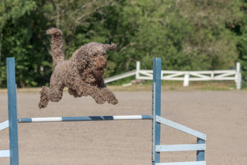 Barbet - agility