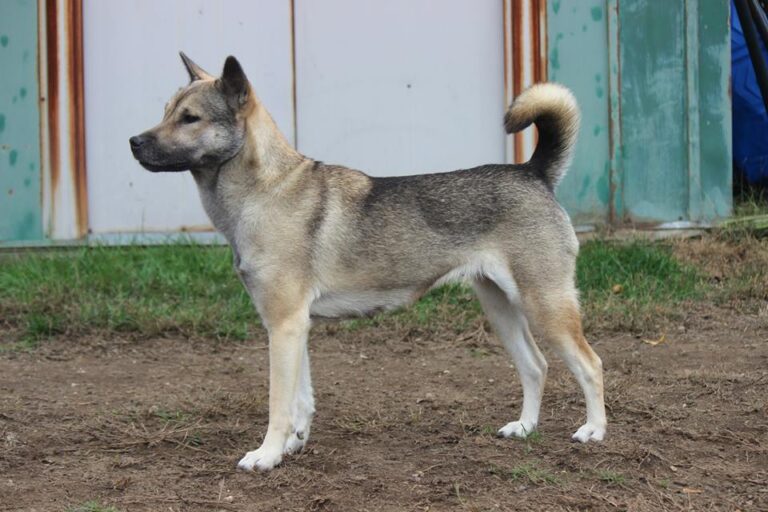 Kishu inu