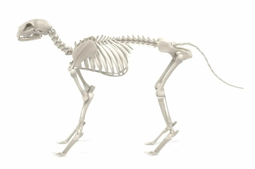 Kostra kočky