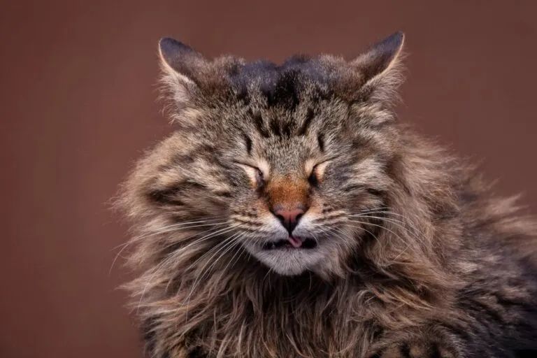 Main Coon kýchá Main Coon kýchá
