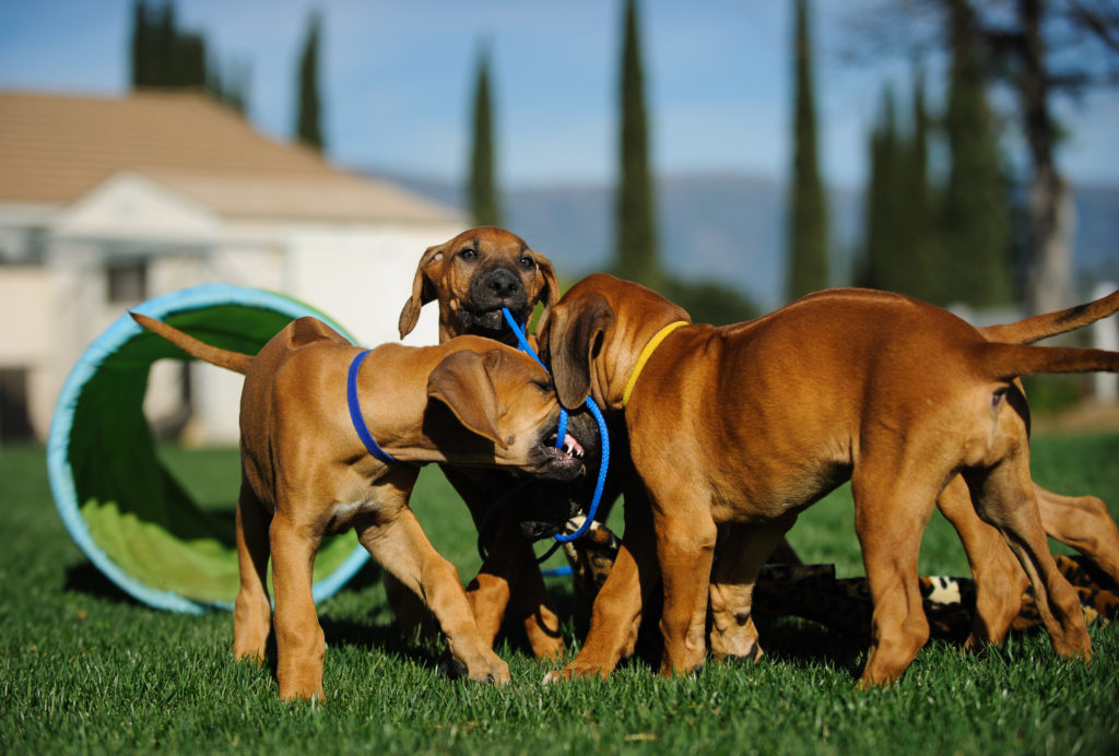 Rhodéský ridgeback hrající si štěňata