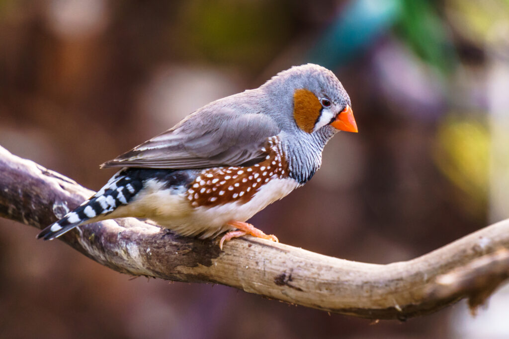 Zebra finch Exotic birds and animals in wildlife in natural setting