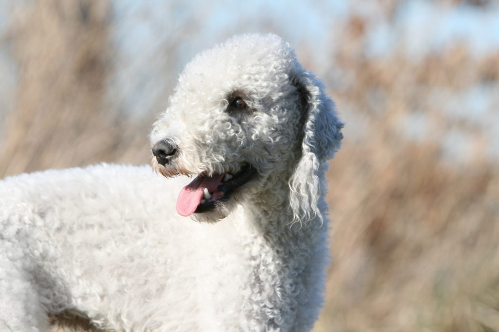 Bedlington teriér