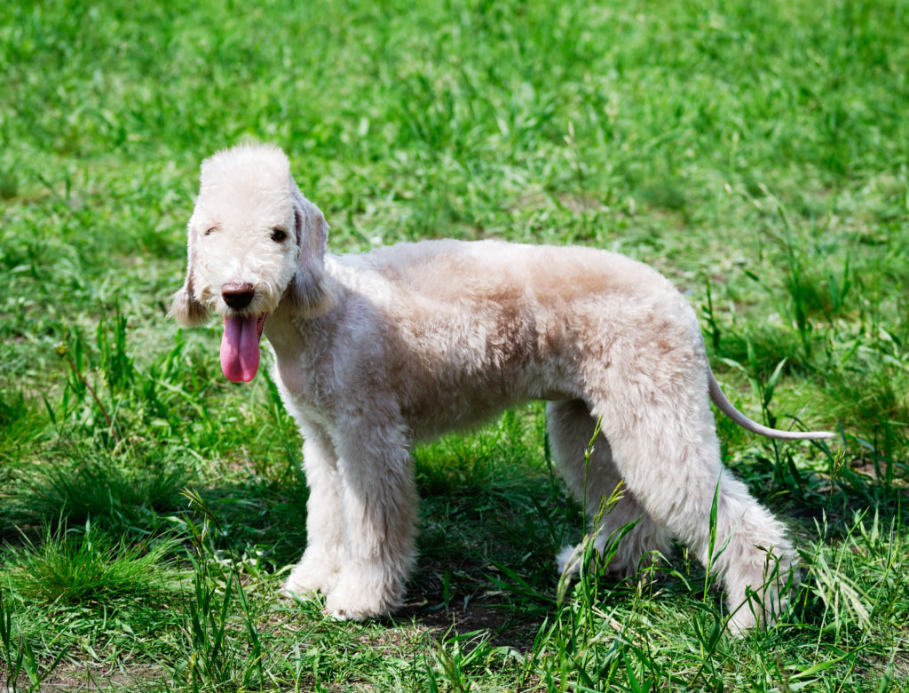 bedlington teriéč na trávníku