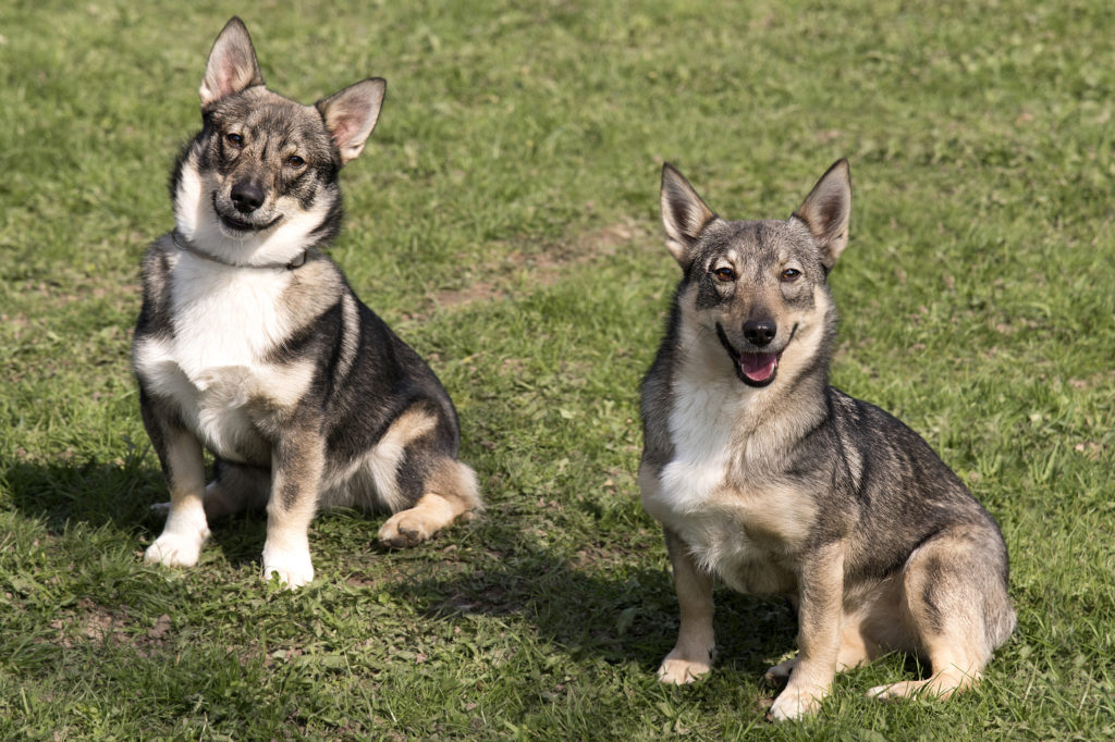 Dva švédští vallhundi sedící na trávníku