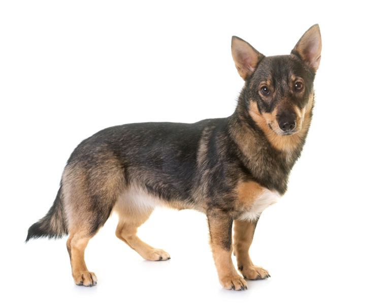 Švédský vallhund na bílém pozadí