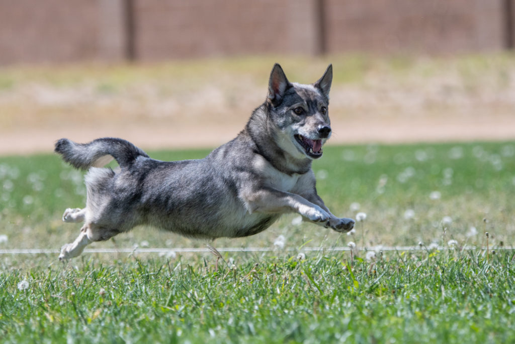 Veselý švédský vallhund