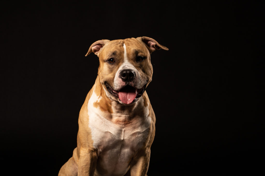 Americký pitbull teriér na černém pozadí