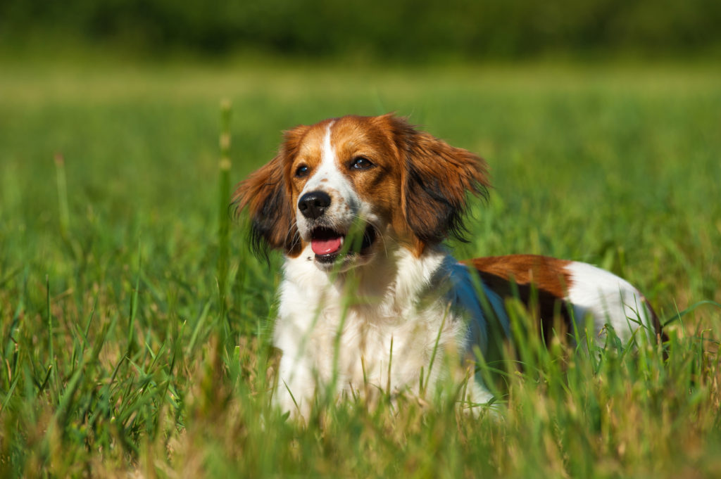 Kooikerhondje odpočívá na procházce