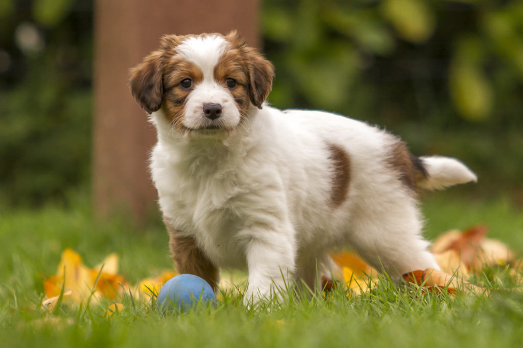 Mladý Kooikerhondje