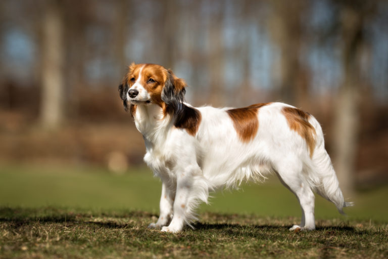 Kooikerhondje portrét