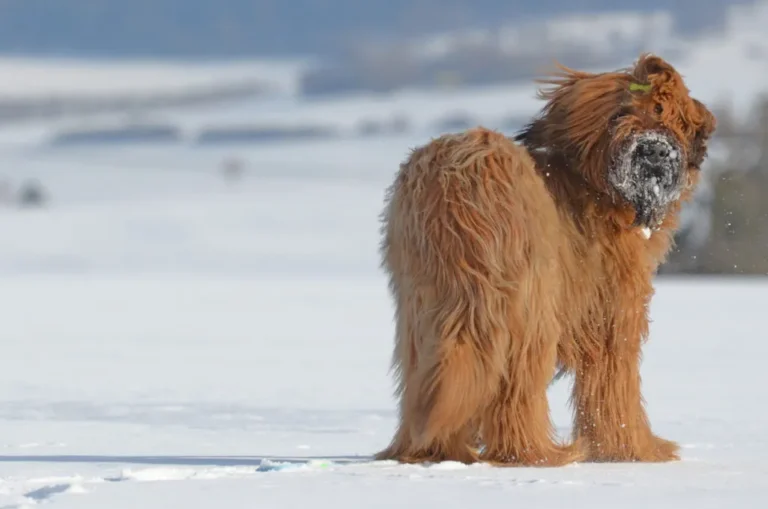 briard na sněhu