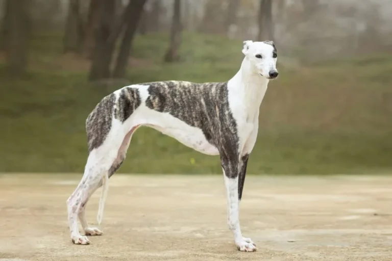 Greyhound portrét