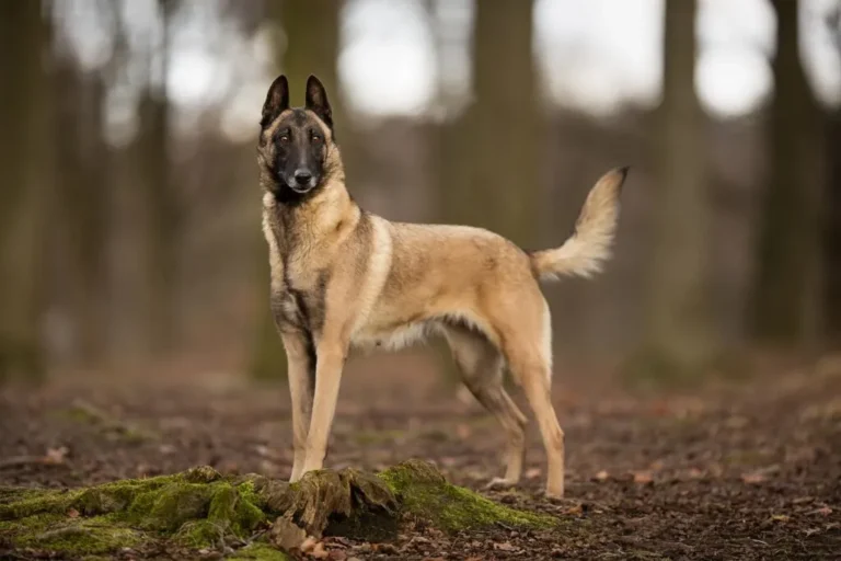 Malinois v lese