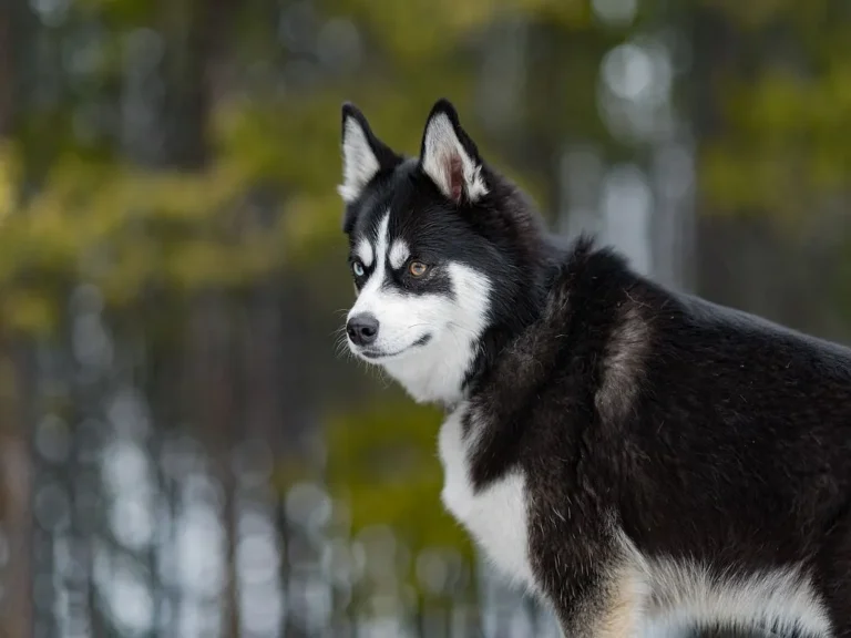 Bílo-černý pomsky