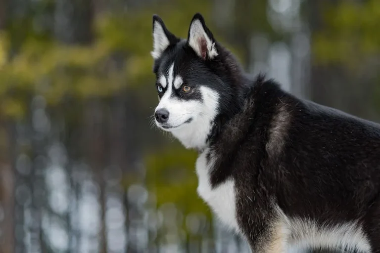 Bílo-černý pomsky