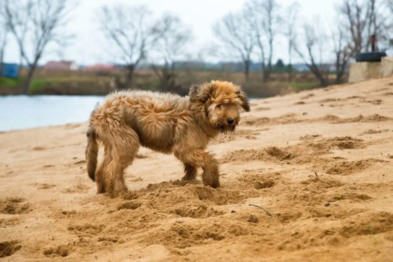 briard na pláži