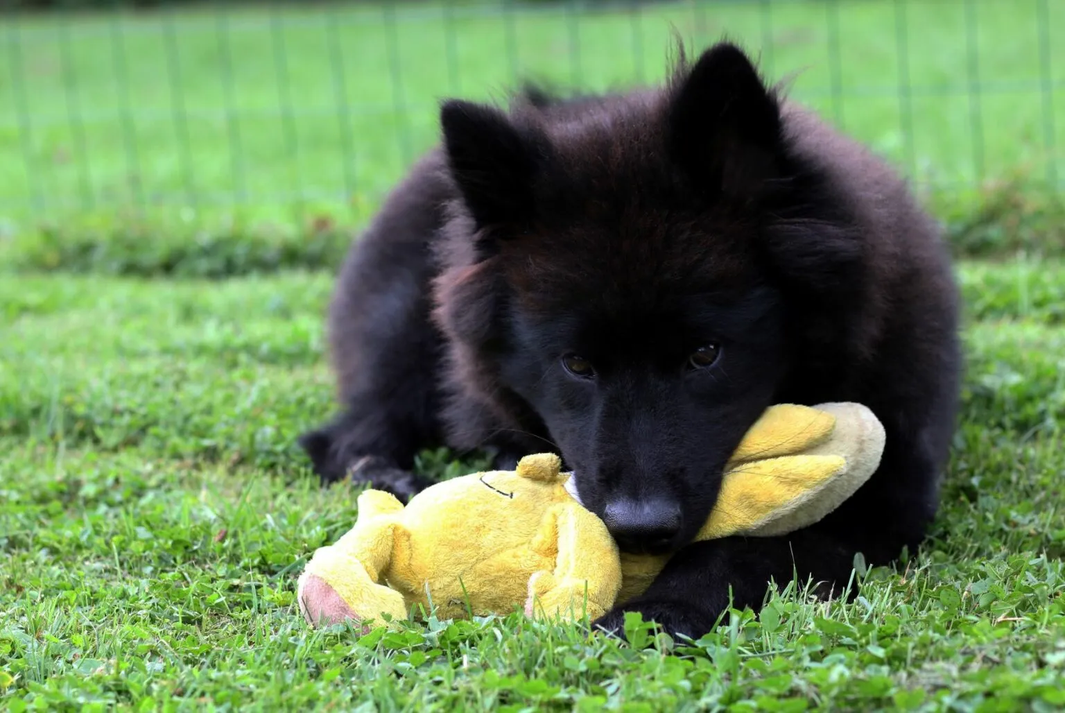 mladý eurasier