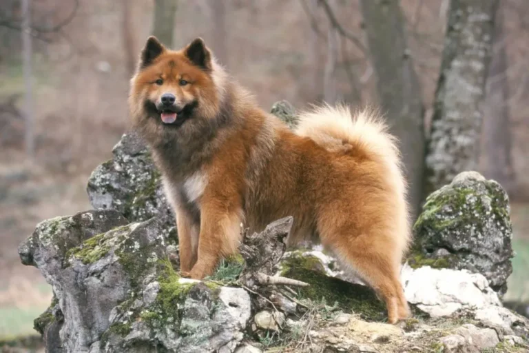 eurasier v lese