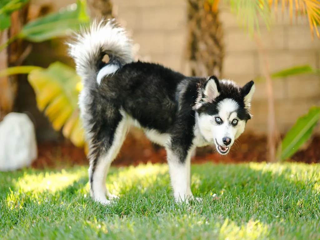 Pomsky na procházce