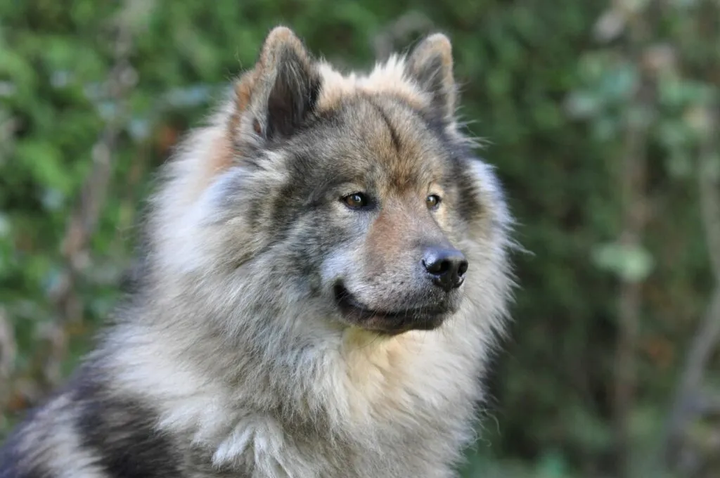 dospělý eurasier