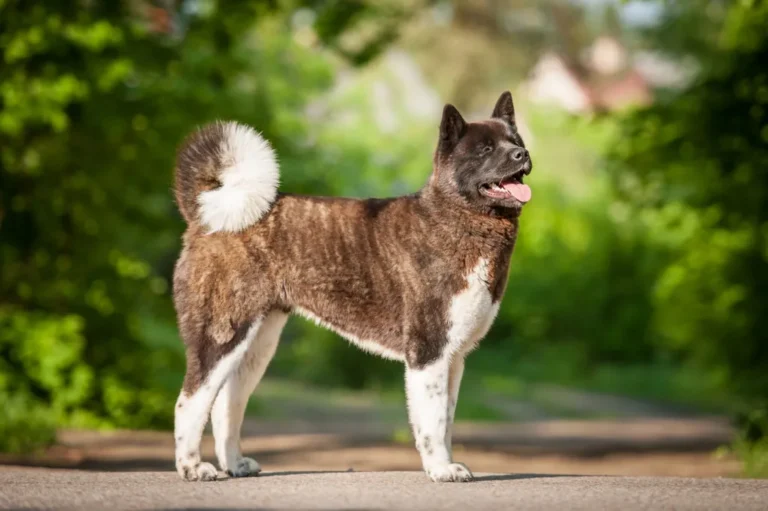 Americká akita portrét