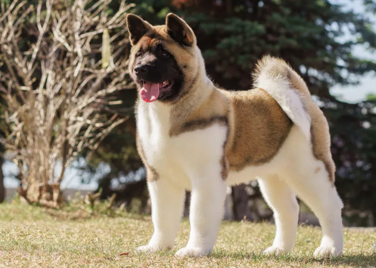 Americká akita na procházce