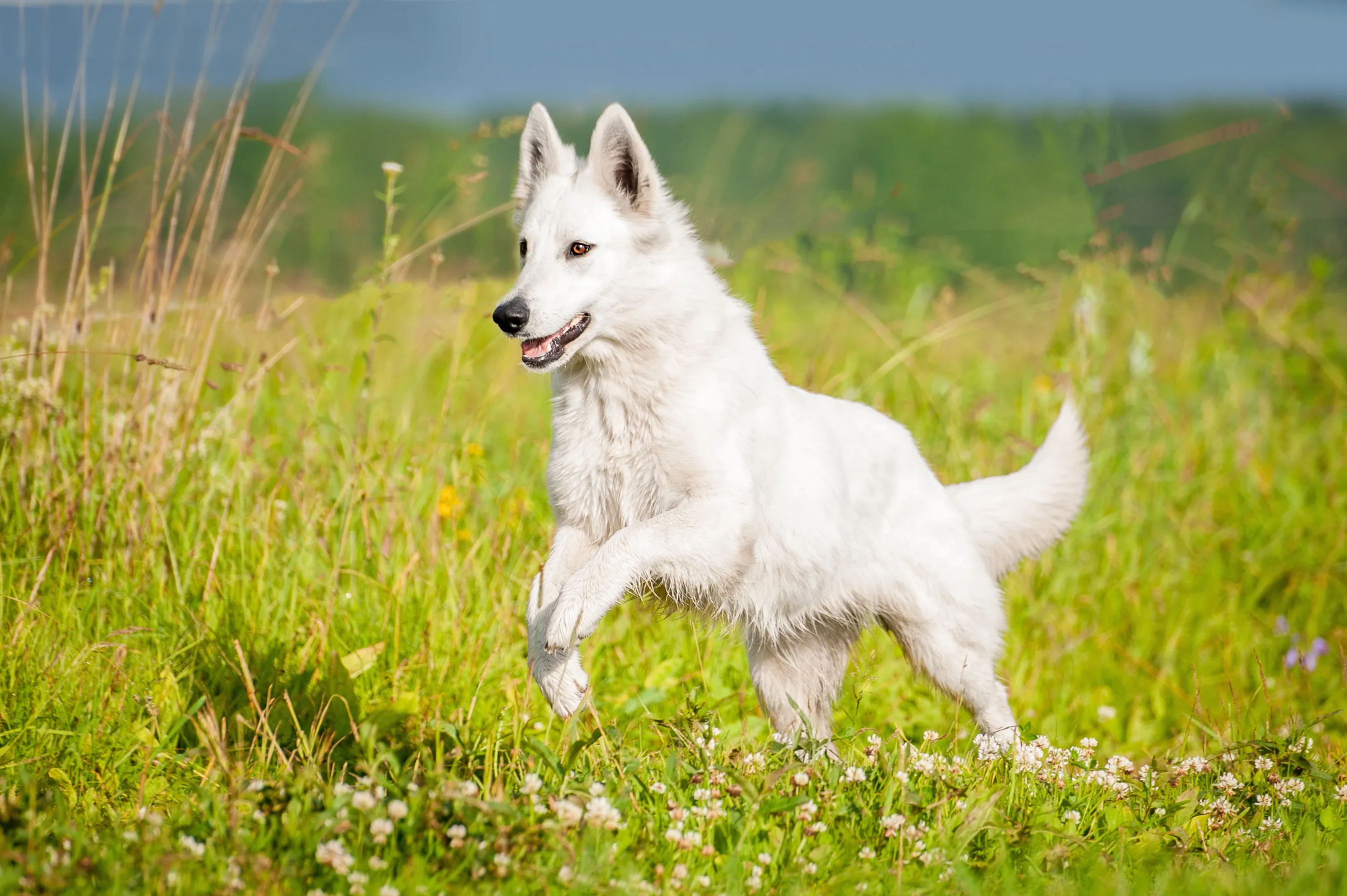 Berger blanc suisse běhající po trávě