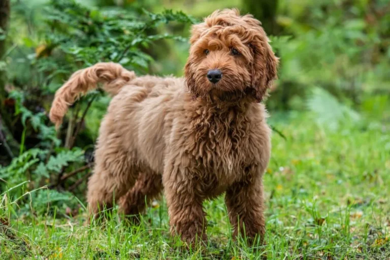 Hnědý cockapoo