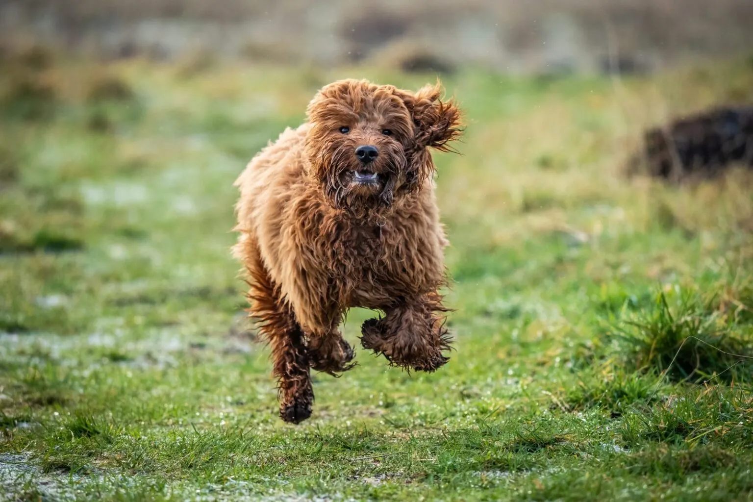 Cockapoo na louce