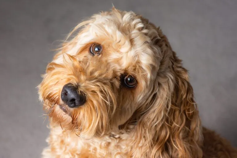 Zlato Cockapoo