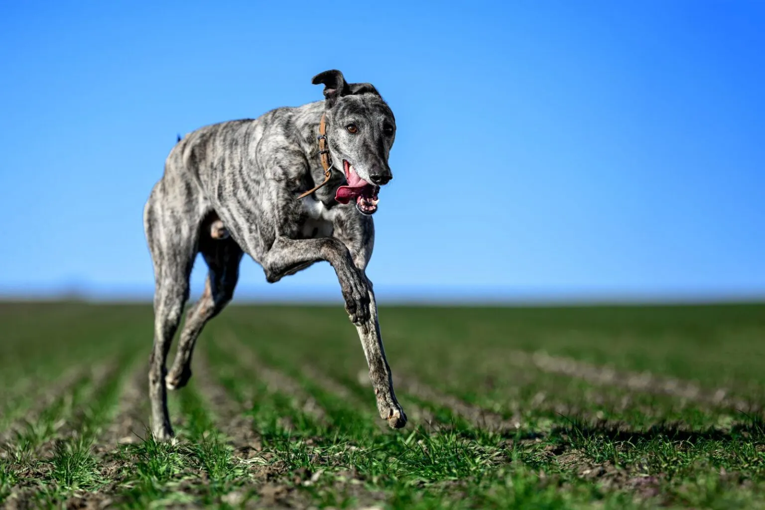 Greyhound v běhu