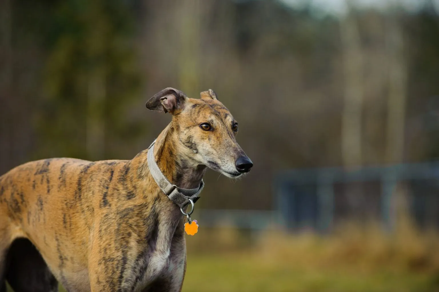 Greyhound v obojku