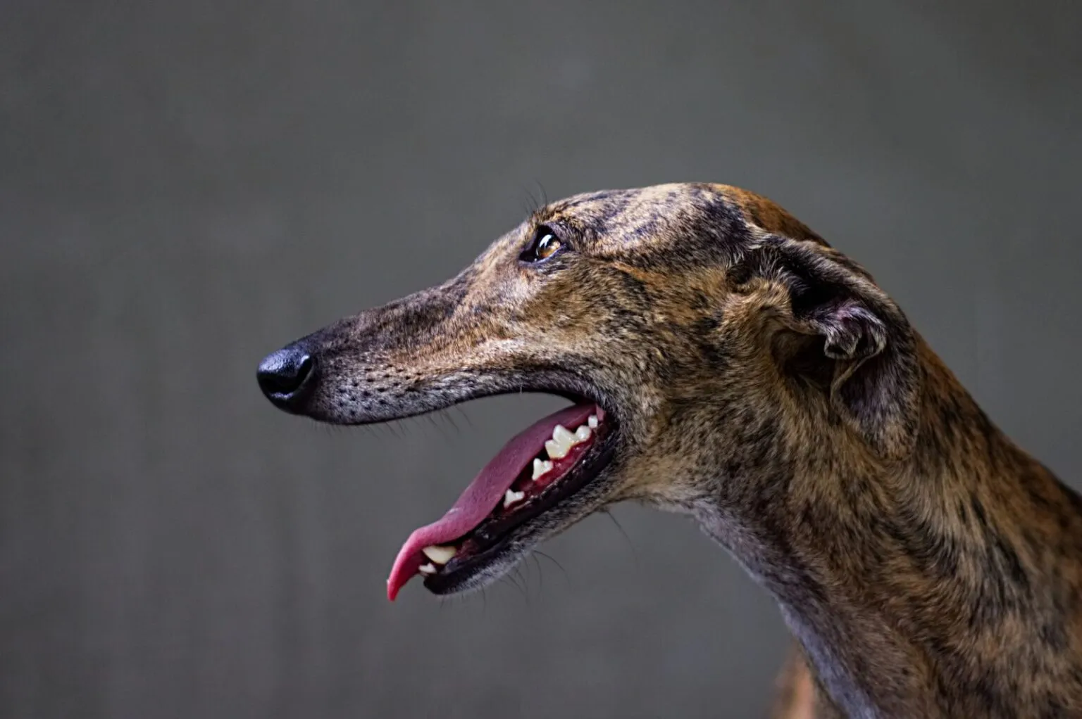 Greyhound hlava