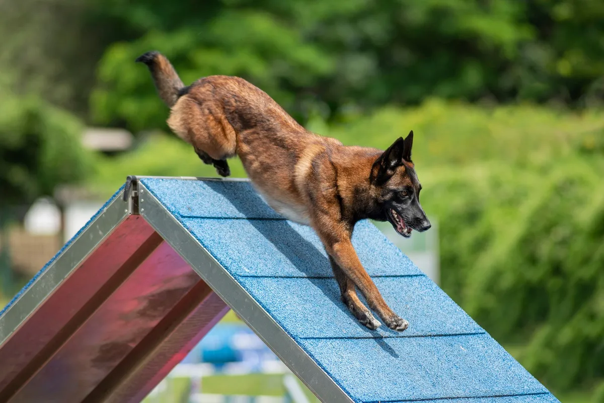 Malinois na rampě
